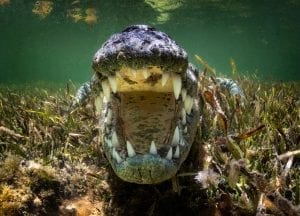 American Crocodiles Banco Cinchorro Mexico teeth