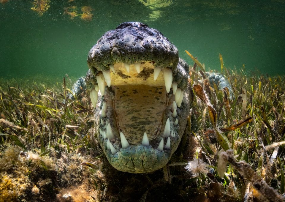 American Crocodiles Banco Cinchorro Mexico teeth