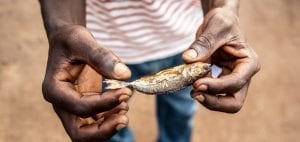 Saiko Ghana Environmental Justice Foundation fish juvenile