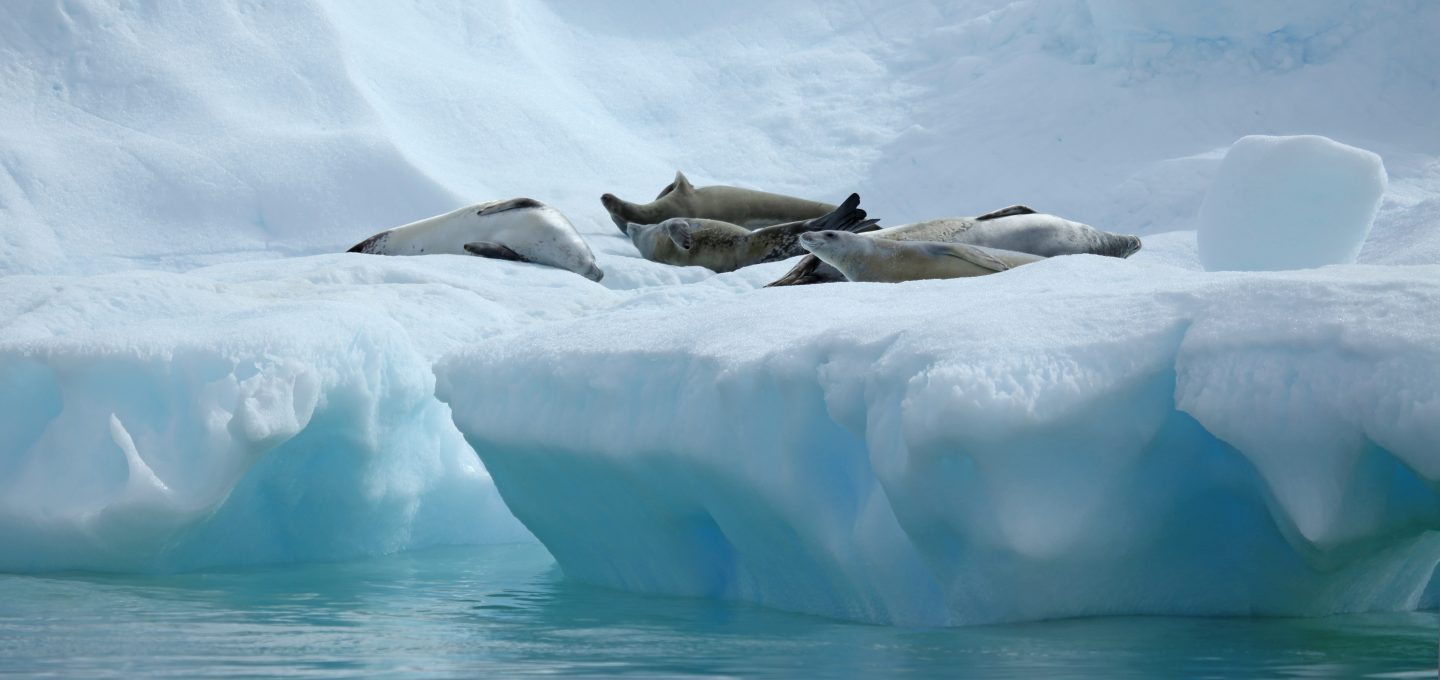 crabeater seals antarctica research