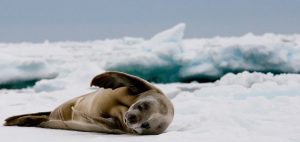 crabeater seals antarctica water