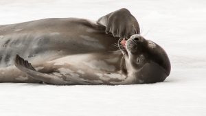 crabeater seals antarctica pup
