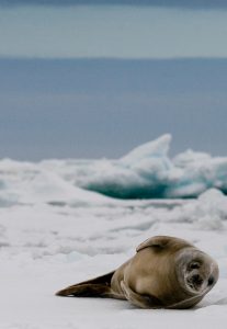 crabeater seals antarctica sea ice
