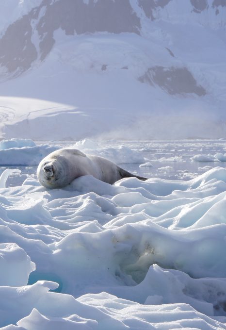 crabeater seals antarctica on the ice