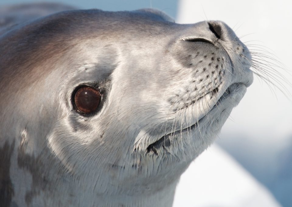 crabeater seals antarctica eye