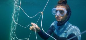 shark net shark culling Australia entaglement