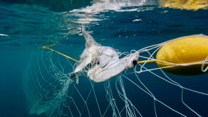 shark net shark culling Australia hammerhead