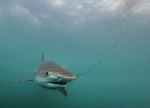 shark net shark culling Australia drumlie