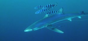 Balearics blue shark sharkmed pilot fish
