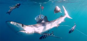 Balearics blue shark sharkmed hook