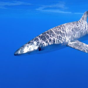 Balearics blue shark sharkmed survery