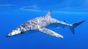 Balearics blue shark sharkmed