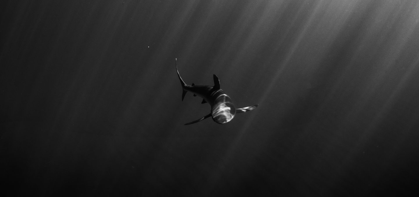 Revillagigedo Islands silky shark
