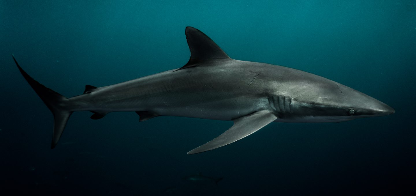 Revillagigedo Islands galapagos shark
