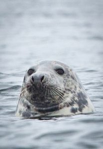Greenpeace Dogger Bank MPA illegal trawling seal
