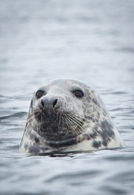 Greenpeace Dogger Bank MPA illegal trawling seal