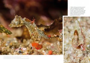 Pygmy seahorses, Issue 15, Oceanographic Magazine