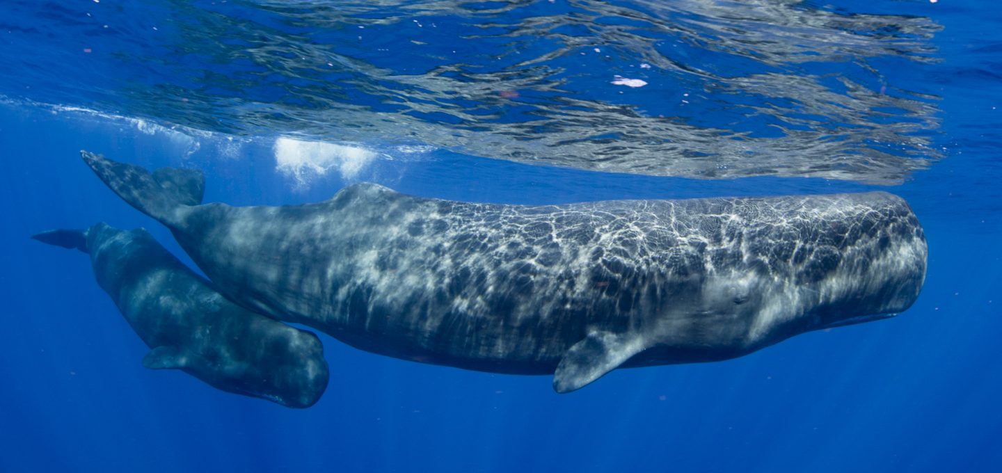 Physty sperm whale Dominica Gaelin Rosenwaks calf