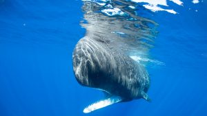 Physty sperm whale Dominica Gaelin Rosenwaks underwater