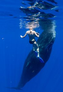 Physty sperm whale Dominica Gaelin Rosenwaks