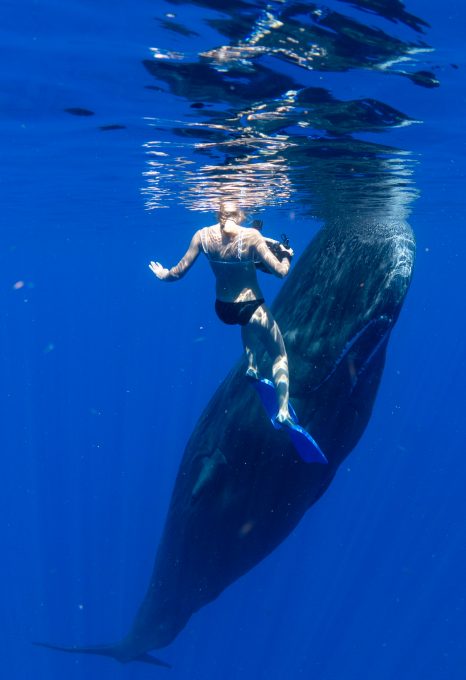 Physty sperm whale Dominica Gaelin Rosenwaks