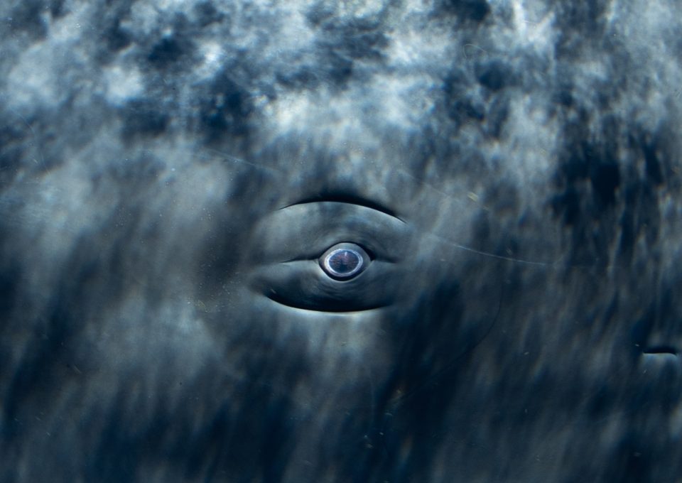 Physty sperm whale Dominica Gaelin Rosenwaks eye
