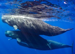 Physty sperm whale Dominica Gaelin Rosenwaks family group
