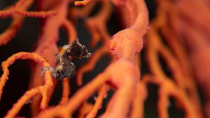 New pygmy seahorses Dr Richard Smith Pontoh's