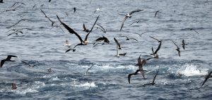 seabirds Global Fishing Watch Marine Protected Areas