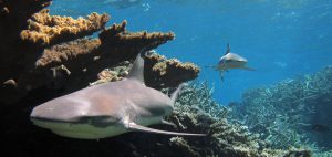 Blacktip sharks Global Fishing Watch Marine Protected Areas