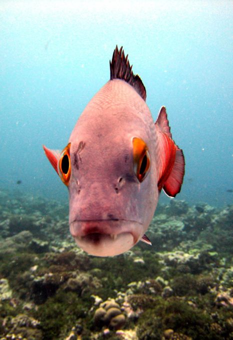 Snapper fish Global Fishing Watch Marine Protected Areas