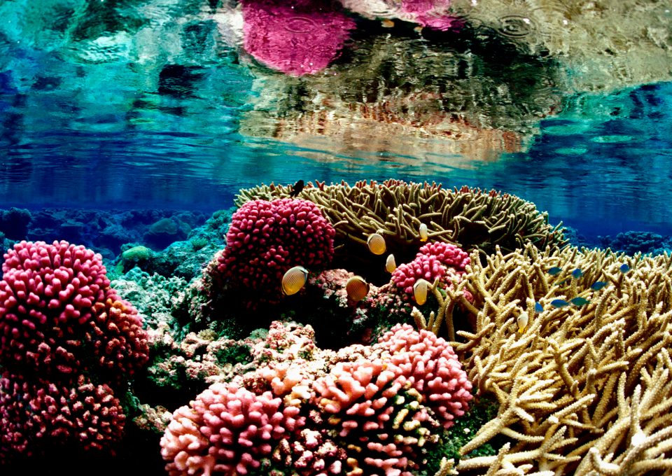 Coral reef Palmyra Global Fishing Watch Marine Protected Areas