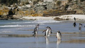 gentoo penguins southern hemisphere