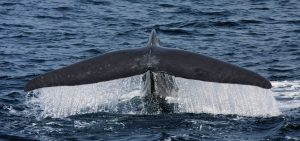 Dr Asha de Vos Sri Lanka blue whales flukes