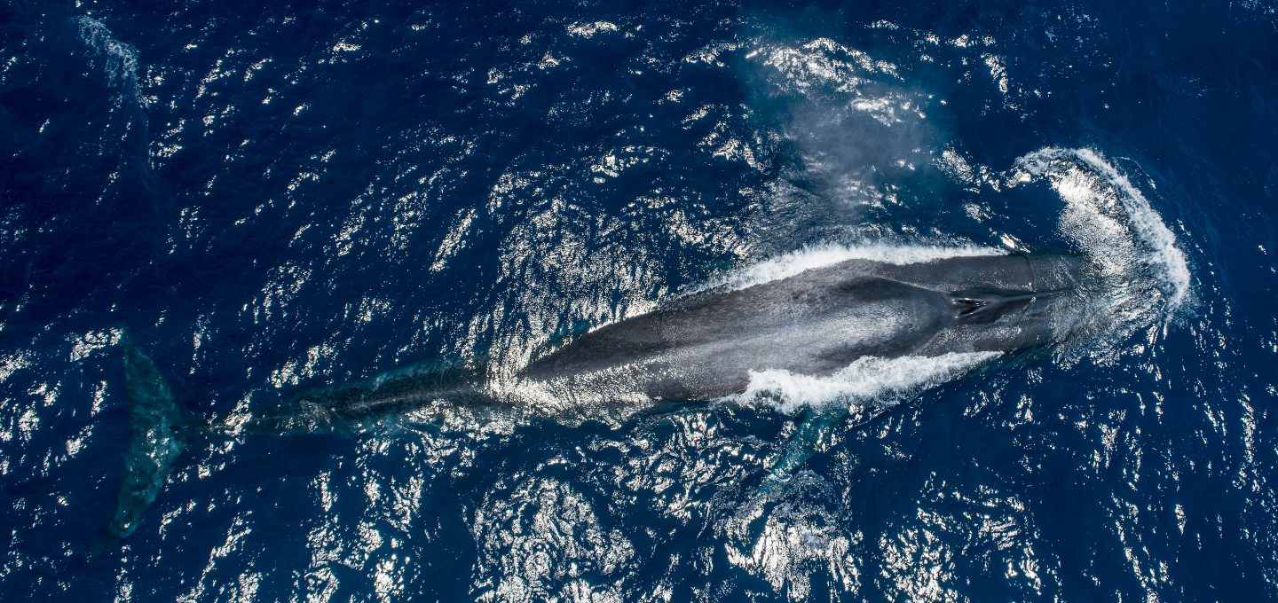 Dr Asha de Vos Sri Lanka blue whales whale