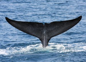 Dr Asha de Vos Sri Lanka blue whales fluke