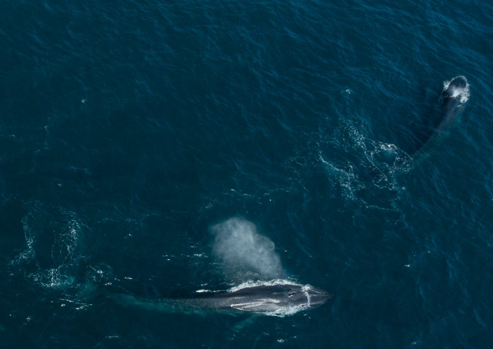 Dr Asha de Vos Sri Lanka blue whales drone