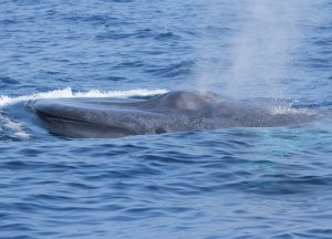 Dr Asha de Vos Sri Lanka blue whales breach