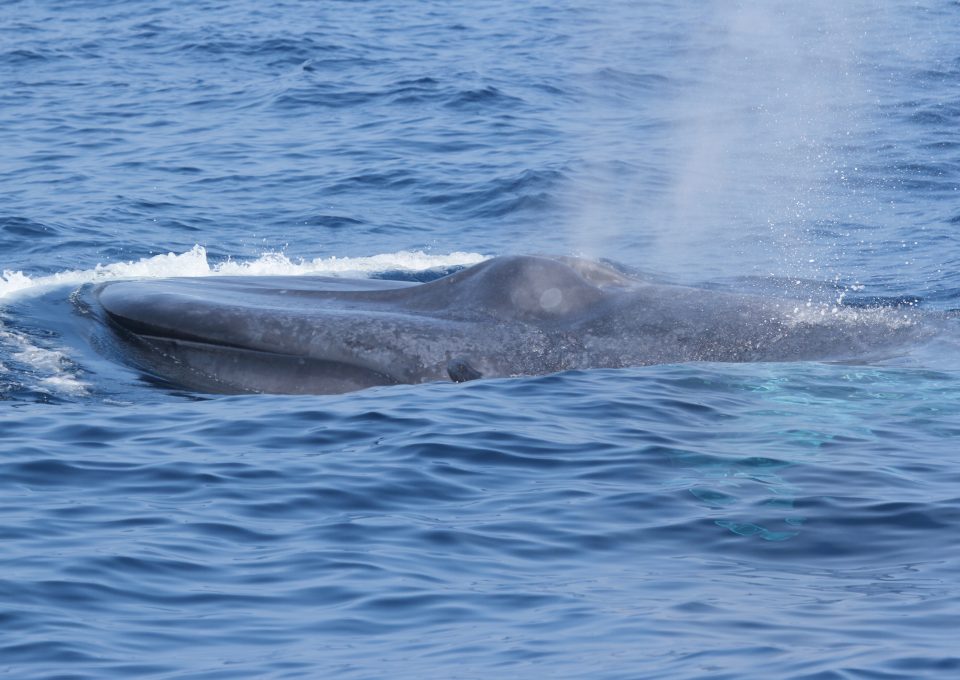 Dr Asha de Vos Sri Lanka blue whales breach