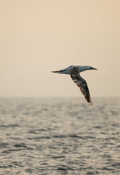 Lou Luddington sailing seagull