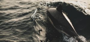 Lou Luddington sailing dolphin