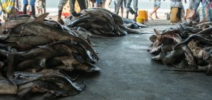 Shark fishing Republic of Congo TRAFFIC landed