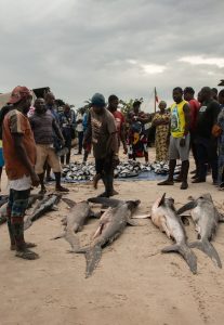 Shark fishing Republic of Congo TRAFFIC sharks