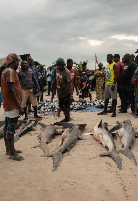 Shark fishing Republic of Congo TRAFFIC sharks