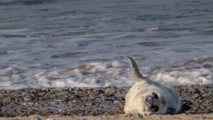 grey seal colony Blakeney Point newborn pup