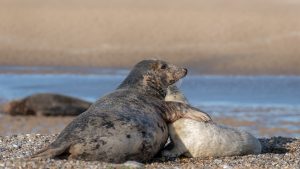 grey seal colony Blakeney Point pups