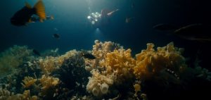 glass sponge reef howe sound british columbia sponges