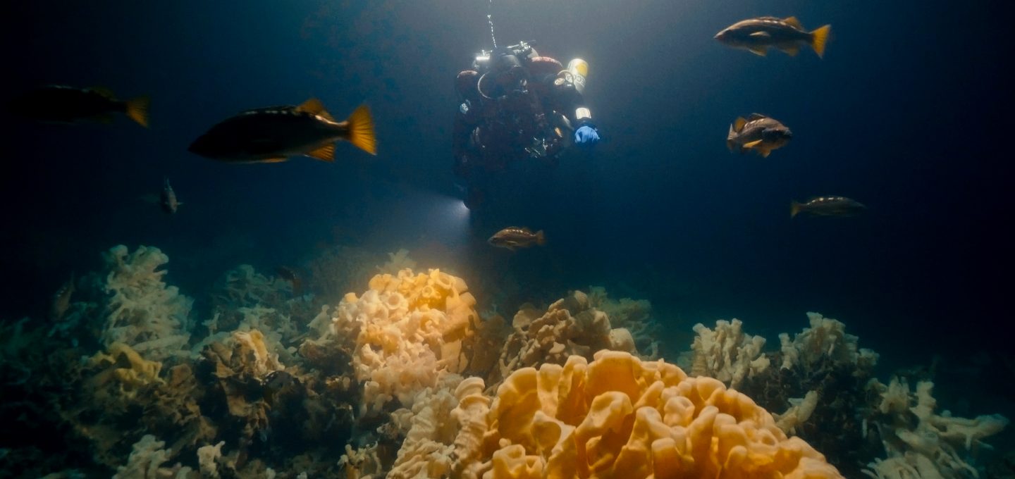 glass sponge reef howe sound british columbia deep water