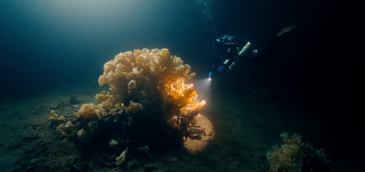 glass sponge reef howe sound british columbia divers