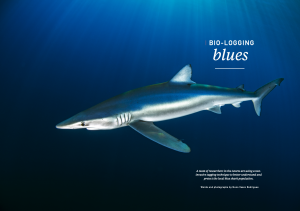 Issue 16, blue shark, tagging
